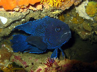 Blue Devilfish