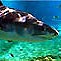 Shark Bay @ Sea World - A new diving experience