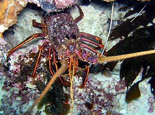 Western Rock Lobster