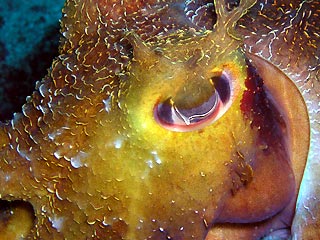 Cuttlefish Eye