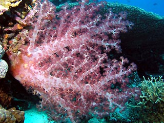 Pink Soft Coral