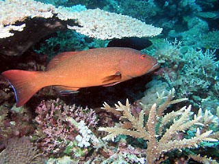 Coral Trout at cleaning station