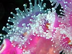 Bicheno jewel anemone