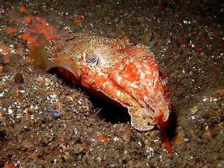 Cuttlefish having dinner