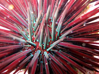 Psychedelic Urchin