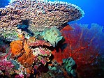 Reef Scene