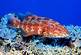 Curious grouper