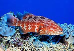 Curious grouper