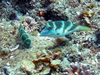 Crowned Puffer