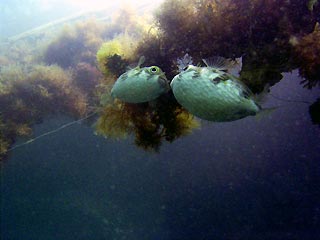 Kissing Porcupinefish