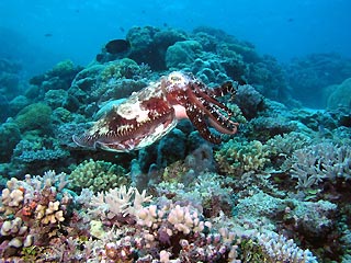 Cuttlefish at Raine Island