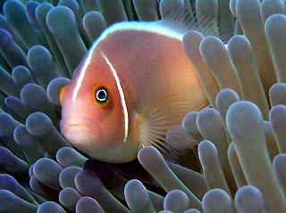 Peach or Pink Anemone fish