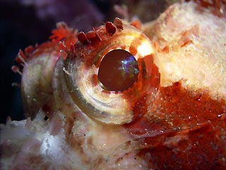 Scorpionfish Close-up