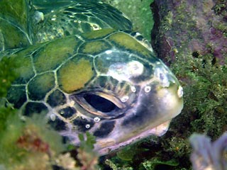 Green Turtle at Jervis Bay