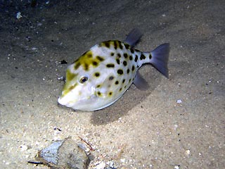 Western Smooth Boxfish