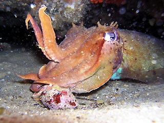 Another Cuttlefish pic