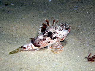 Little Scorpionfish