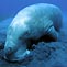 Restoring a Fishery - With Dugongs