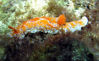 Short-tailed Nudibranch
