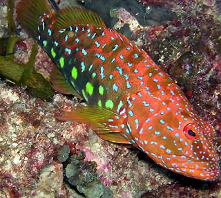 Harlequin Fish (Othos dentex)