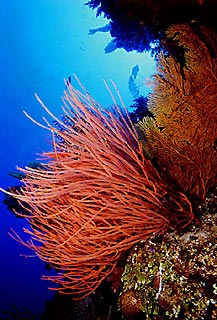 Whip coral