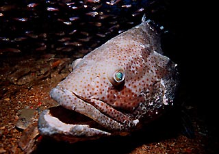 Big grouper under wreck