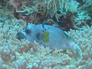 Puffer at Cleaning Station