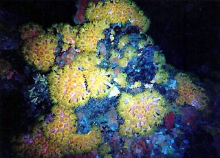 Corals at night
