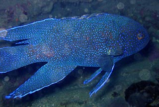 Western Blue Devil (Paraplesiops meleagris)