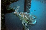 Green Turtle at Reefworld