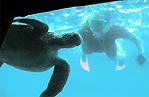 Green Turtle at Reefworld