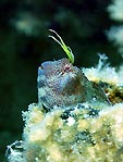 Blenny on the