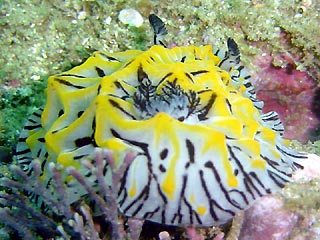 Nudibranch at Jervis Bay