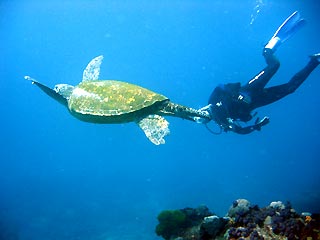 Turtle,diver,reef