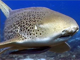 Leopard Sharks Up Close and Personal