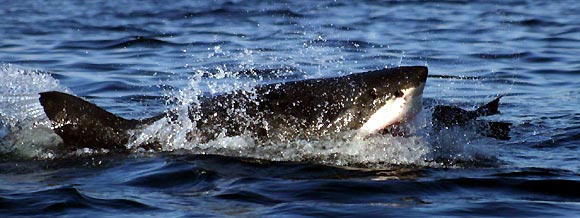 Great White Shark, Carcharodon
carcharias