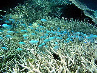 Chromisfish amongst the staghorn coral