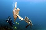 Turtle Tustle