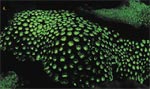 Coral, HMI/HD lights with Scuba Diver Australasia