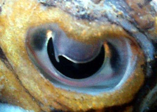 Cuttelfish Eye