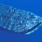 Tagging Whale Sharks - be part of it
