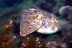 Cuttle Fish