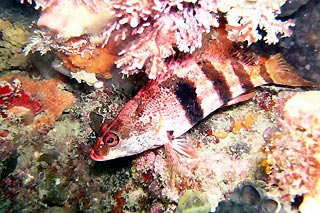 Banded Seaperch (Hypoplectrodes nigroruber)