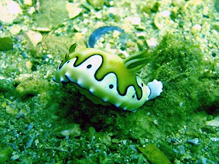 Beautiful seaslug
