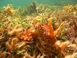 Cuttlefish at Bunburry