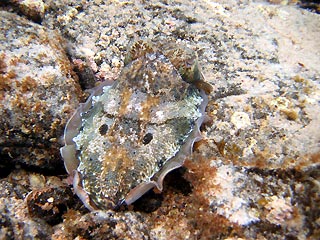 Cuttlefish I