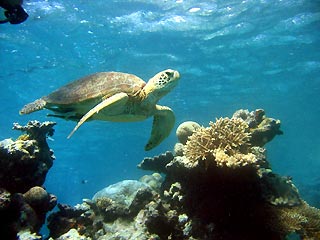Green Turtle at Clam Garden