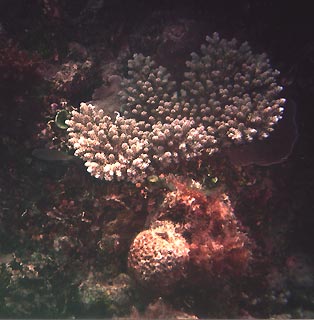 Coral Portrait