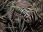 Crinoid Shrimp I