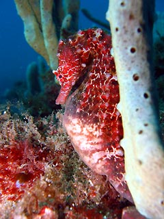 Big-Belly Seahorse, Red